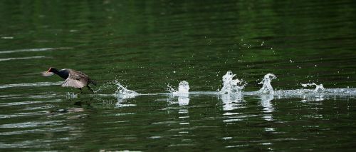 water birds take off rush