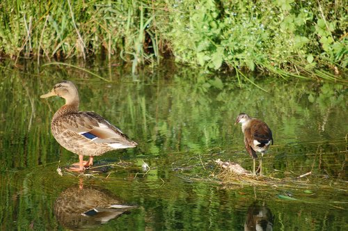 water birds  nature  fauna