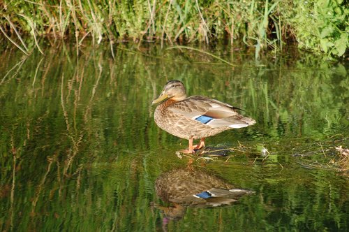 water birds  nature  fauna