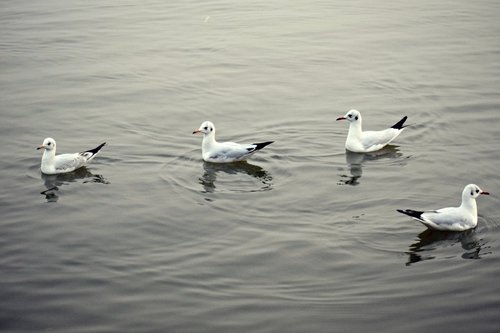 water birds  water  seagulls