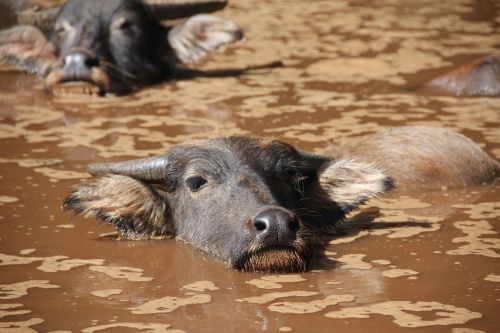 water buffalo wasserstier cow