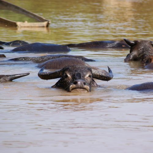 water buffalo nature mammal