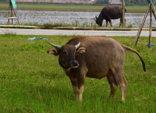 water buffalo  grass  field
