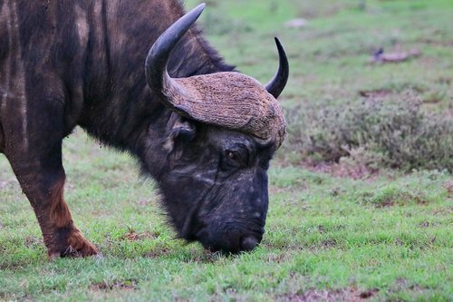 water buffalo  buffalo  africa