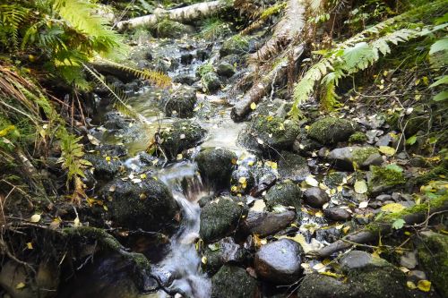 water courses running water brook