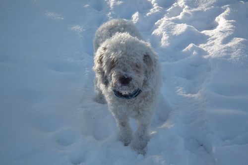 water dog winter spanish