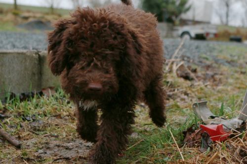 water dog lagotto dog