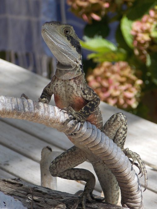 water dragon  australia  lizard