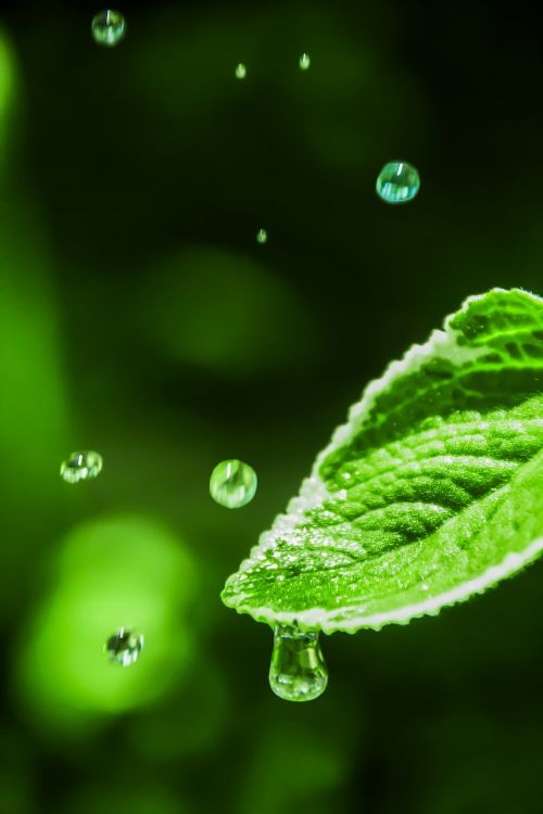 water drop leaf with dew leaf with drop
