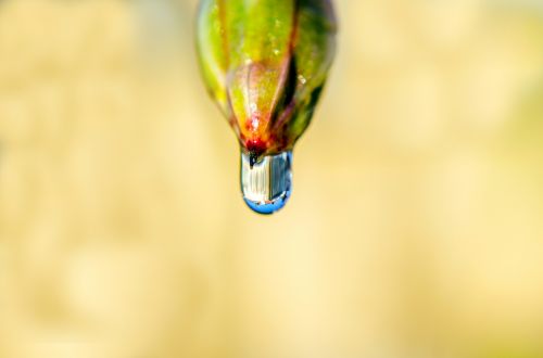 Water Drop On The Plant