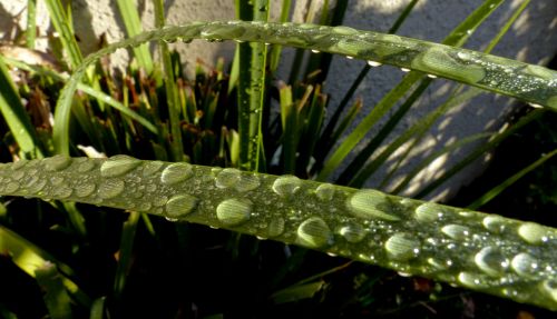 Water Droplets