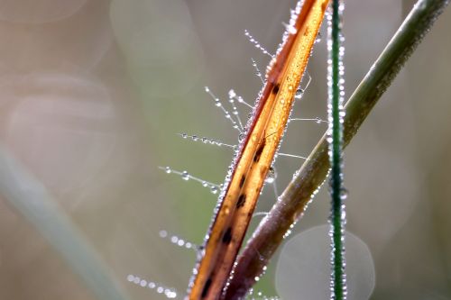 water droplets drop dew-drop