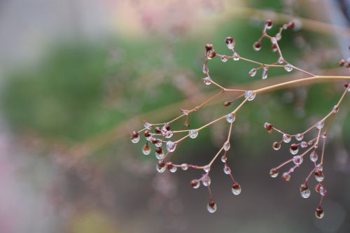 water droplets rain rainy