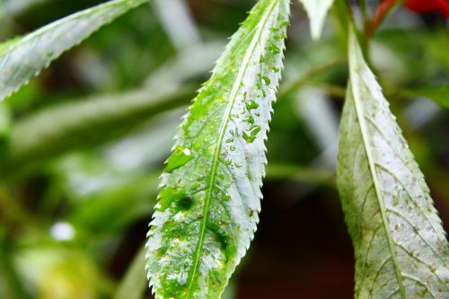 water droplets plant leaf