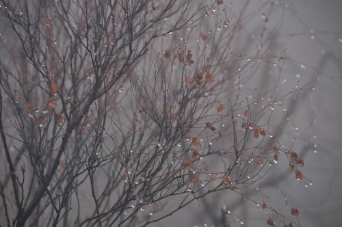 water droplets  rain  plant