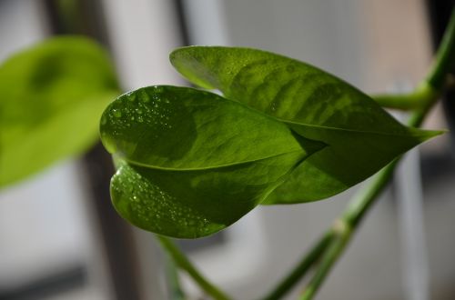 water droplets living foods plant