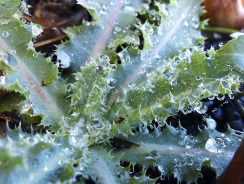 Water Droplets On Succulent