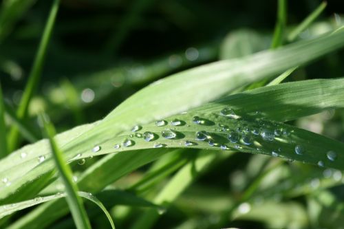 water drops sunlight grass