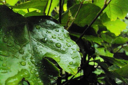 water drops leaves nature