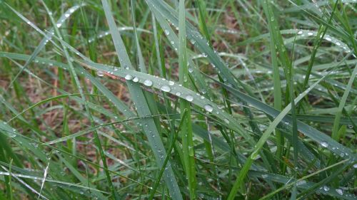 water drops grass green
