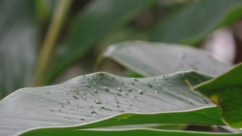 water drops green leave green