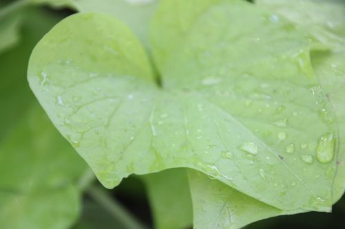 water drops green leaf flower