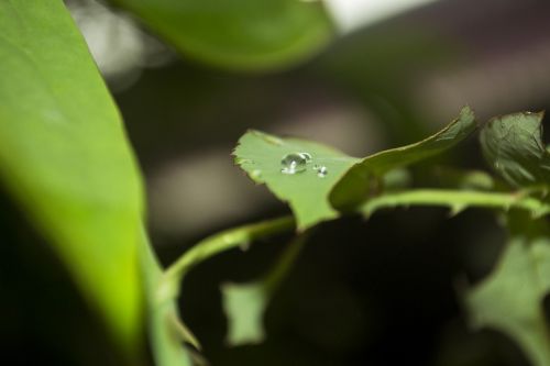 water drops leaves leaf