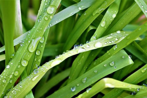 water drops grass rain