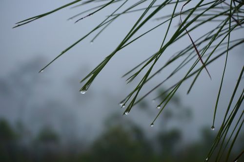 water drops pine needles wet