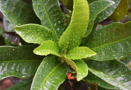 water drops raindrop rain