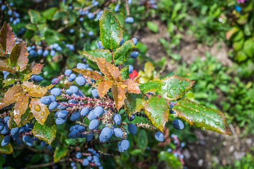 water drops  garden