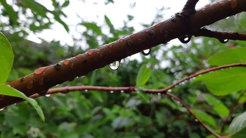 water drops  rain  nature
