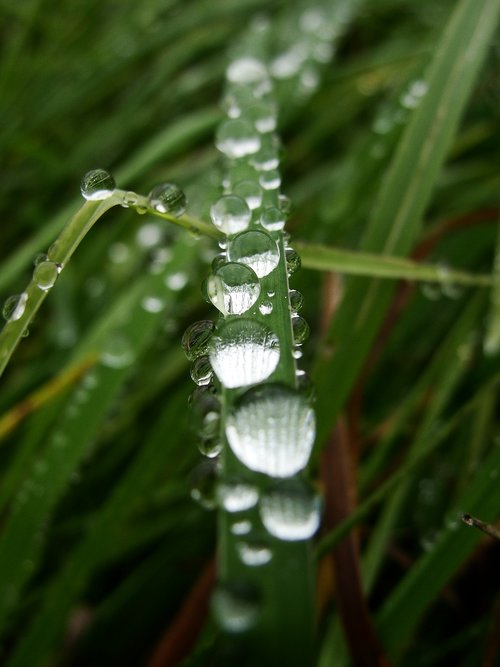 water drops  rain  wet grass