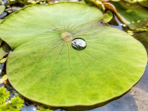 water drops  the lotus leaf  green