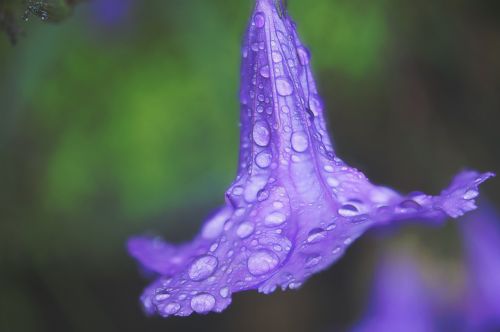 water drops flower lilac