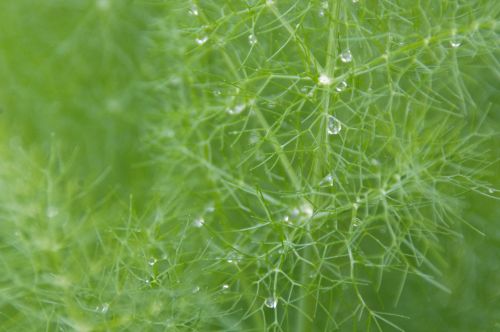 Water Drops On Dill
