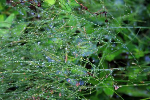 Water Drops On Foliage