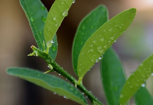 Water Drops On Green Leaves