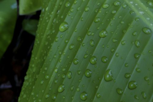 water drops on leaf banana leaf drops