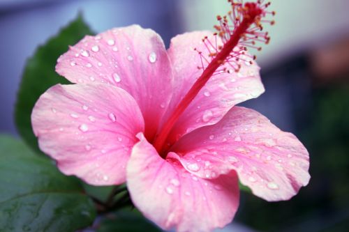 Water Drops On Petals