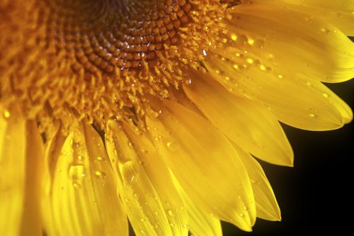 Water Drops On Sunflower