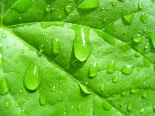 Water Drops On The Leaves