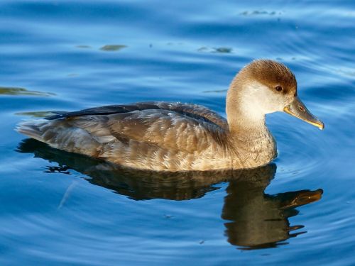 water duck animal water