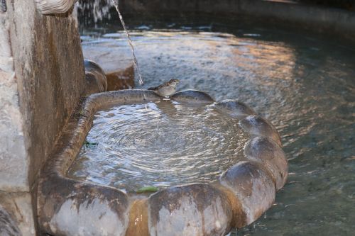 water feature fountain bird