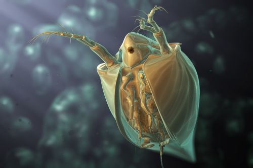 water flea daphnie 3d