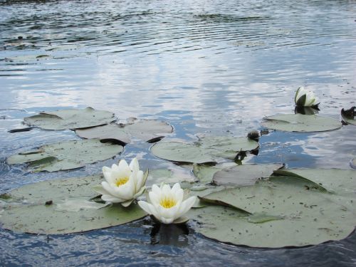 water flower river draw nature