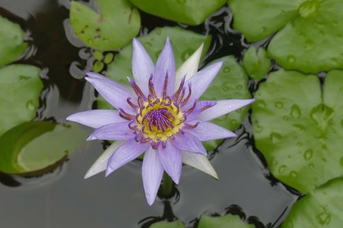 water flower flower lotus