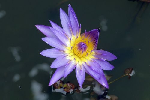 water flower flower lotus