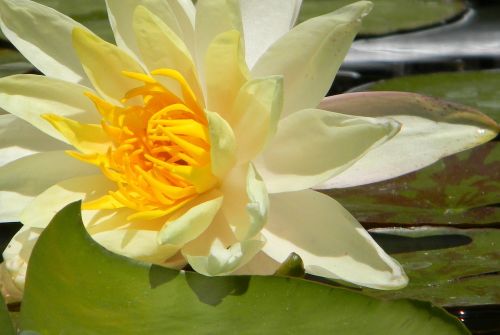 water flower floral plant