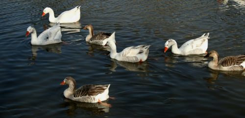 Water Fowl